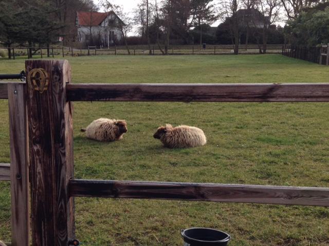 De Kievit * Vogelenzang