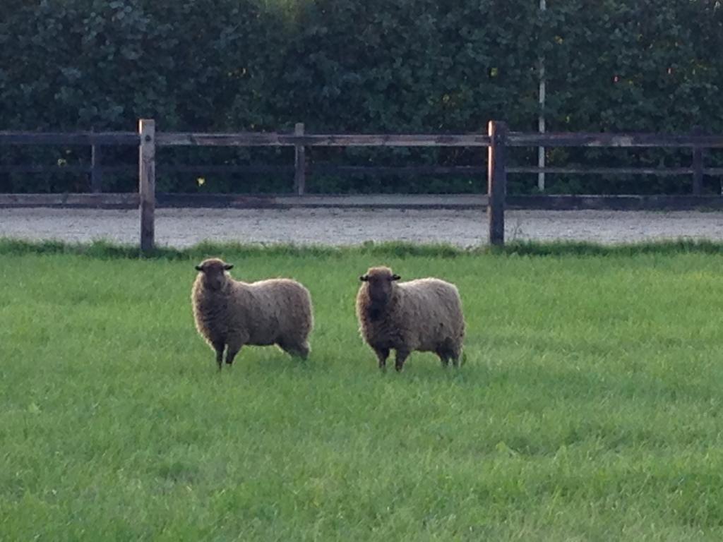 De Kievit Vogelenzang